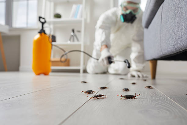Affordable Termite Control solutions in Gallipolis, OH